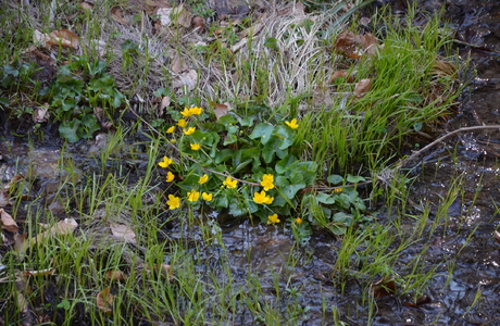 Sumpfdotterblume (Caltha palustris) - © Bernard Wieser